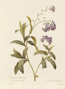 忘れな草（カラー彫刻） 作： Pierre Joseph Redouté